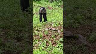 Lion-tailed macaque / சிங்க வால் குரங்கு மனிதர்களுடன #liontailedmacaque #wildlife #westernghats