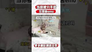 当你被分手后在宿舍emo#猫meme #内容过于真实 #funny