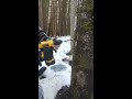 birch syrup tree tapping