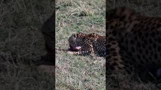 Maasai Mara Sightings Today 15/09/21 (Lions, Cheetah, Hyena, etc) | Zebra Plains | #Wildlife