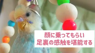 インコちゃんの飼い主さんのかわいい生態⑯〜顔に乗ってもらい足裏の感触を堪能する〜