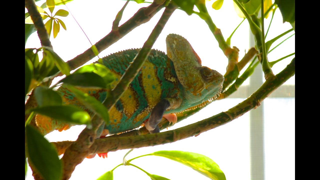 VEILED CHAMELEON CARE VIDEO!! - YouTube