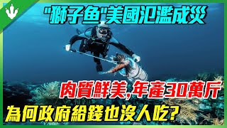 “獅子魚”美國泛濫成災！肉質鮮美，年產30萬斤！為何政府給錢也沒人吃？