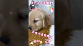 哈柔寵物犬舍-👑頂級聰明超可愛黃金獵犬👑