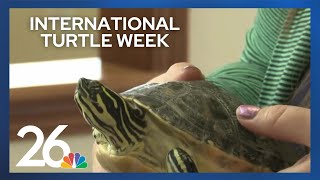 Celebrating International Turtle and Tortoise Week