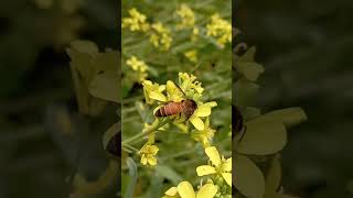 শীতের সকালে প্রাকৃতিক সৌন্দর্য দক্ষিণ নড়াইলের বিল #foryou #winter #narail