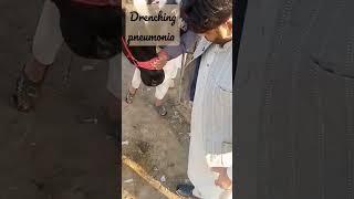 Drenching Pneumonia/Asphyxia Difficult breathing/Drooling of Mucopurulent fluid @Dr.ShahRaees