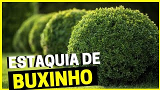 COMO FAZER MUDAS DE BUXINHO POR ESTAQUIA