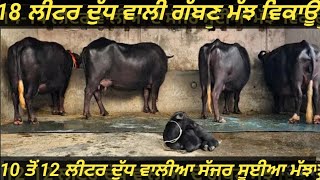 #ਗੱਬਣ ਮੱਝ #ਸੱਜਰ ਸੂਈਆ ਮੱਝਾਂ #ਜਾਇਜ ਰੇਟ ਵਿਚ ਵਿਕਾਊ 4 buffalos 🐃 nili ravi \u0026Murrah buffalo for sale#best