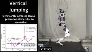 StaccaToe: A Single-Leg Robot that Mimics the Human Leg and Toe