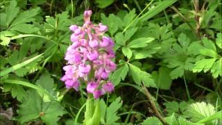 Orchis mascula, the Early Purple Orchid