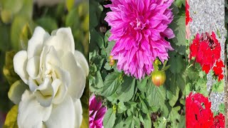 Sunday Gardening # organic vegetables and nature's beauty