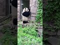 小熊都有一个好奇心 尝尝味道怎么 来这吸熊猫 panda 一方水土养一方熊猫 萌宠 北京动物园 大熊猫 萌二