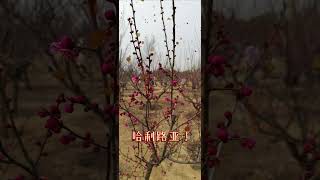 Spring of north china 北国之春