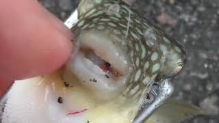 釣り人泣かせの魚フグ。歯は硬くてむき出し状態なので、ハリスを簡単に噛み切ります。竿を上がると針がないという時はこのフグが犯人の可能性が強い。