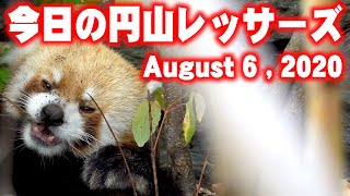 【レッサーパンダ】今日の円山レッサーズ　August 6 , 2020　Red Pandas at Maruyama Zoo