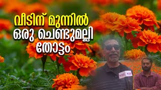 വീടിന് മുന്നില്‍ വിസ്മയിപ്പിക്കും ചെണ്ടുമല്ലി തോട്ടം | CHENDUMALLI |