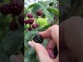 Picking blackberries #blackberry #fruits