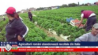 AGRICULTORII ROMÂNI ABANDONEAZĂ RECOLTELE DIN ITALIA