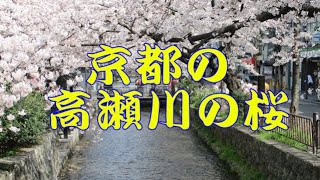 京都の高瀬川の桜