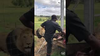Feeding day at the GG Lion Sanctuary