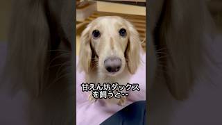 甘えん坊の愛犬を飼うと･･ #shorts #ミニチュアダックスフンド