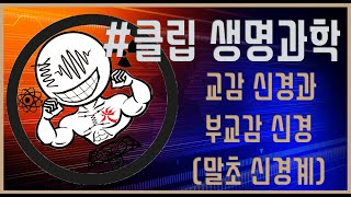 [클립 생명과학] 교감 신경과 부교감 신경(말초 신경계)