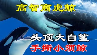 【科普 | 搞笑】高智商虎鲸，头顶大白鲨，手撕小须鲸！  #海洋生物  #虎鲸  #动物世界