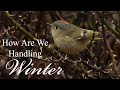 How Do Birds Stay Warm In The Winter?