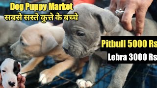 Cheapest Dog Market Outside Dog Show Yamunanagar | सबसे सस्ते कुत्ते के बच्चे || Dog For Sale Market