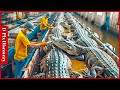 How Farmers Transport And Process Millions Of Crocodiles - Crocodile Farm | Processing Factory