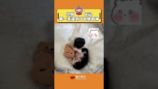 愛真的讓它長出了血肉#小狗 #感動 #救助動物