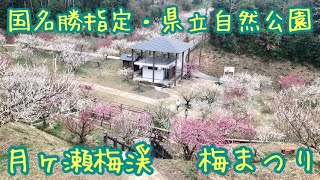 国名勝指定・県立自然公園 月ヶ瀬梅渓 梅まつり