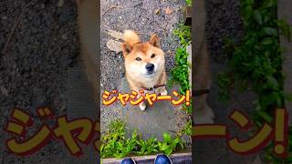 レオくん！ジャジャーン！ #柴犬さん #柴犬 #柴犬大好き #柴犬レオ