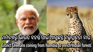 Extinct Cheetahs coming from Namibia to enrich Indian forests | Kalinga Scroll