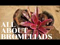 Neoregelia Bromeliad Annick Care Tips