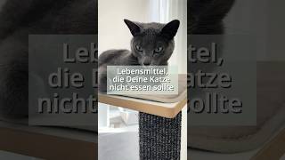 Das ist kein Futter für Deine Katzen! 🐈‍⬛ 😱 #katzenwissen