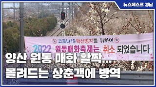 양산 원동 매화 활짝...몰려드는 상춘객에 방역 비상(2022.03.11/뉴스데스크/MBC경남)