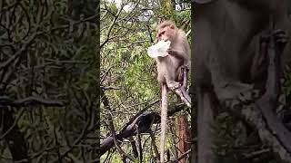 # Monkey s Settaigal # Kodaikanal Hill station #