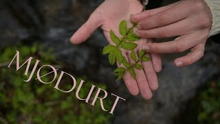 MEADOWSWEET SPROUTS, VANILLA OF THE SPRING - (Filipendula ulmaria)