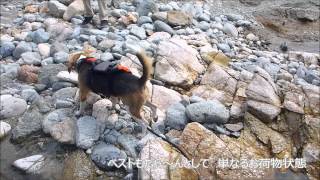 ビーグル犬　ビリーと行く　伊勢　須原親水公園　（櫛田川で遊ぶ）