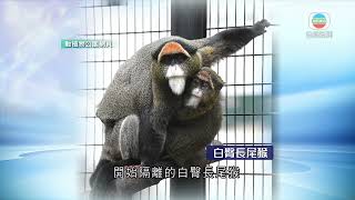 香港無綫｜香港新聞｜20/10/2024 要聞｜當局未交代動植物公園有松鼠猴接受隔離情況異常 楊潤雄指動物隔離屬正常