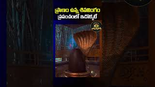 ప్రాణం ఉన్న శివలింగం ప్రపంచంలో ఇదొక్కటే#viralshort #facts #telugu #shiva #srikalahasti #trending