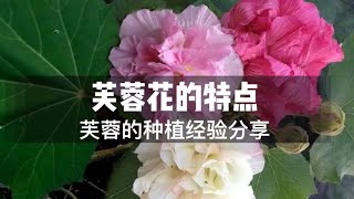 芙蓉花的特点和种植方法