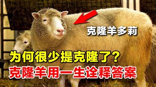 为何科学家很少提克隆了？克隆羊多莉短暂的一生，就是最好的答案