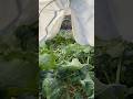 Grow Veggies All Winter In A Cheap Easy Hoophouse