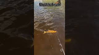 Awesome Tarpon Bite and Jump #tarpon #tarponfishing  #fish #bass #jacksonville