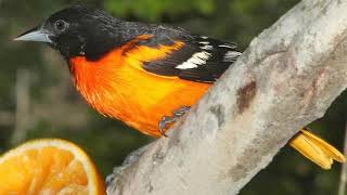 Baltimore Oriole Bird Song Video: Bird Songs Eastern North America-Northern Oriole Nature Sounds