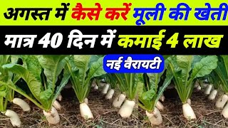 अगस्त में करें मूली की खेती | muli ki kheti kaise karen | muli ki kheti kab karen | muli ki kheti