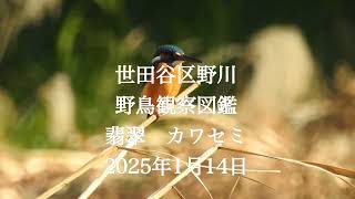 世田谷区野川　野鳥観察図鑑　翡翠　カワセミ　2025年1月14日